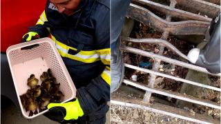 Misiune specială pentru pompierii din Constanța. 10 rățuște au fost salvate, după ce au rămas blocate într-o scurgere