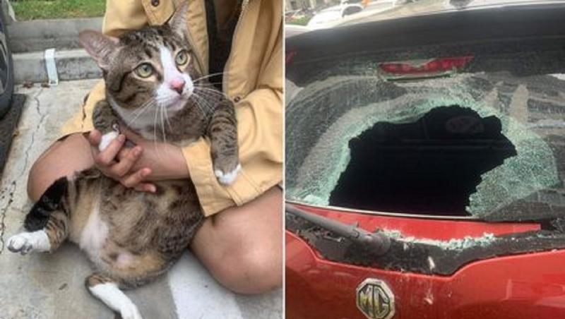 A rămas numai cu 8 vieţi. O pisică a făcut zob spatele unei maşini, după ce s-a prăbuşit peste ea de la etajul 6. Felina a scăpat fără nicio zgârietură