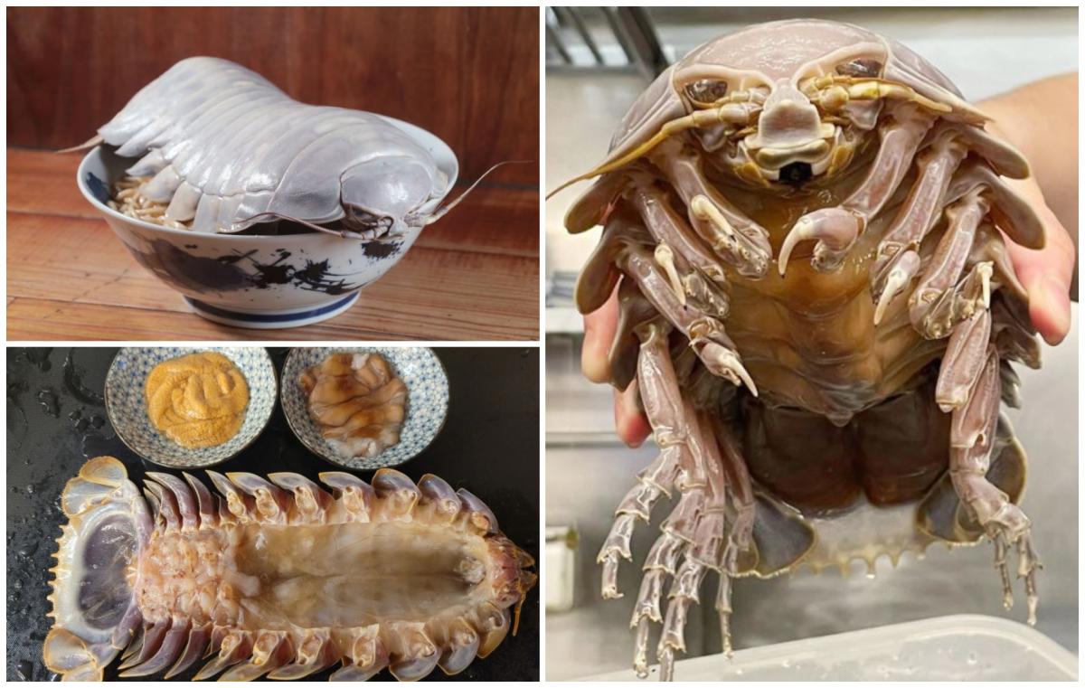 Un restaurant din Taipei le oferă clienţilor tăiţei cu carne de izopode gigantice Un restaurant din Taipei le oferă clienţilor tăiţei cu carne de izopode gigantice