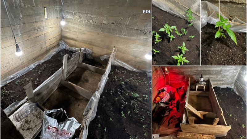Un bărbat care a cultivat cannabis în subsolul unei clădiri din Giurgiu a fost arestat. Îşi trimitea marfa prin firme de curierat