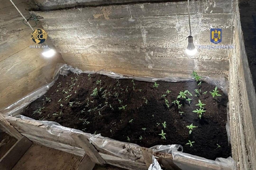 Un bărbat a fost arestat după ce a cultivat cannabis în subsolul unei clădiri din Giurgiu. Acesta îşi trimitea „marfa” prin firme de curierat