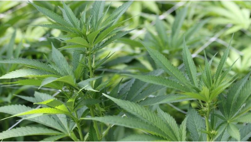 Propunere legislativă pentru legalizarea posesiei de canabis pentru consum propriu. Cine sunt iniţiatorii