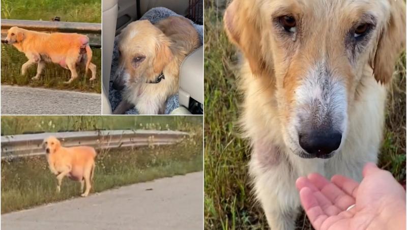 "Inima mi s-a rupt". A salvat o cățelușă de pe marginea drumului, crezând că aceasta este gestantă. Ce a aflat după a fost de-a dreptul sfâșietor