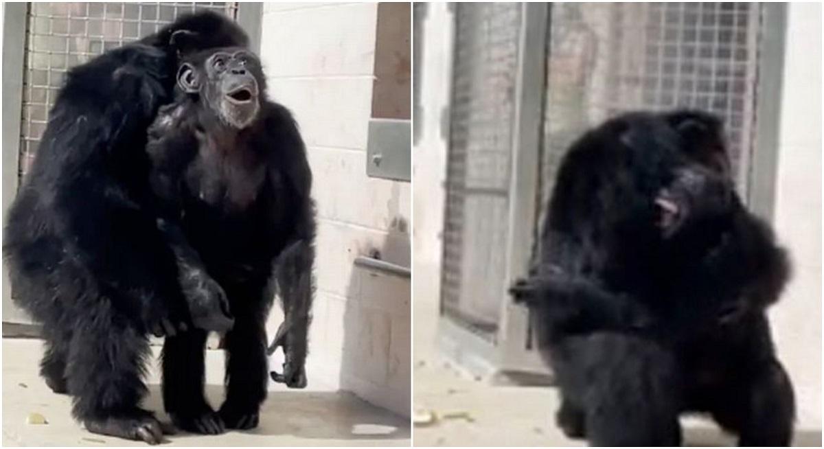 Reacția înduioșătoare a unui cimpanzeu care vede pentru prima dată cerul, după ce a supraviețuit unor experimente de laborator