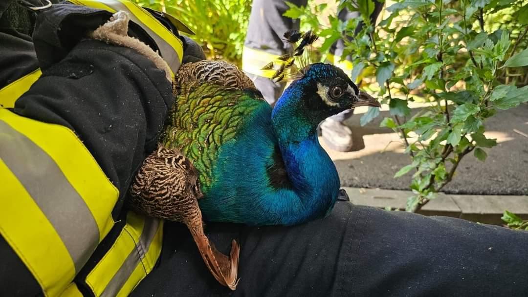 Păun blocat într-un tunel, salvat miraculos de pompieri, la Timişoara. Pasărea a fost predată Gărzii de Mediu