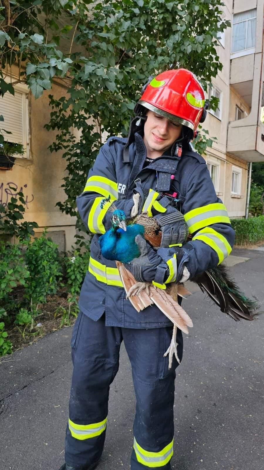 Păun blocat într-un tunel, salvat miraculos de pompieri, la Timişoara. Pasărea a fost predată Gărzii de Mediu