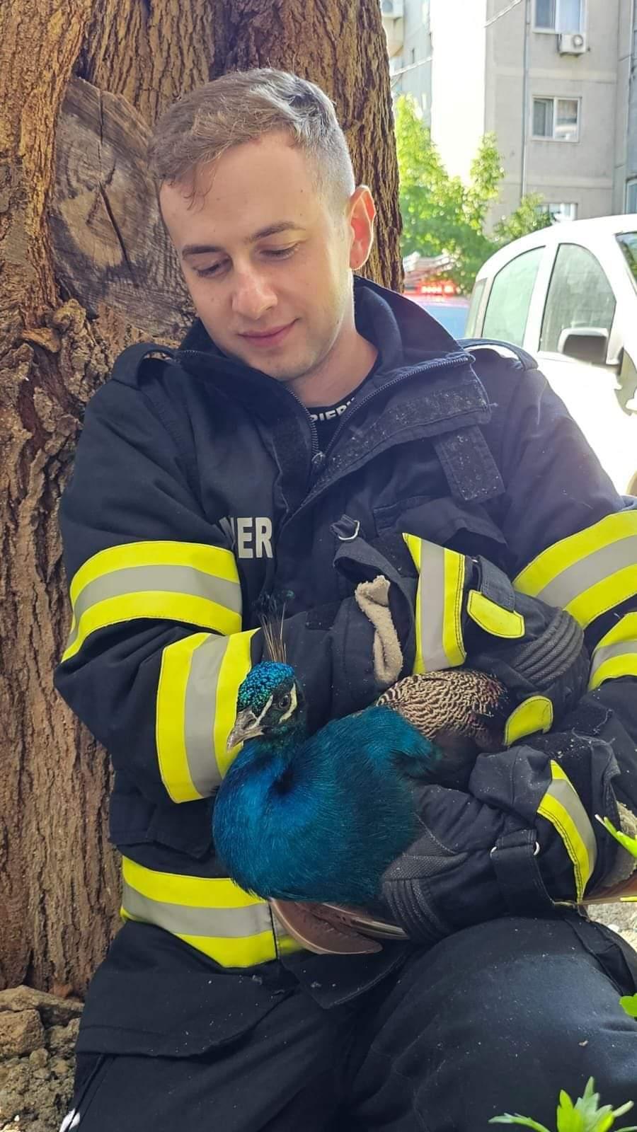 Păun blocat într-un tunel, salvat miraculos de pompieri, la Timişoara. Pasărea a fost predată Gărzii de Mediu