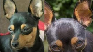 "Bili și-a dat viața pentru a salva copiii". Un cățeluș a murit erou, încercând să protejeze patru copii de un Rottweiler care urma să-i atace, în Brazilia