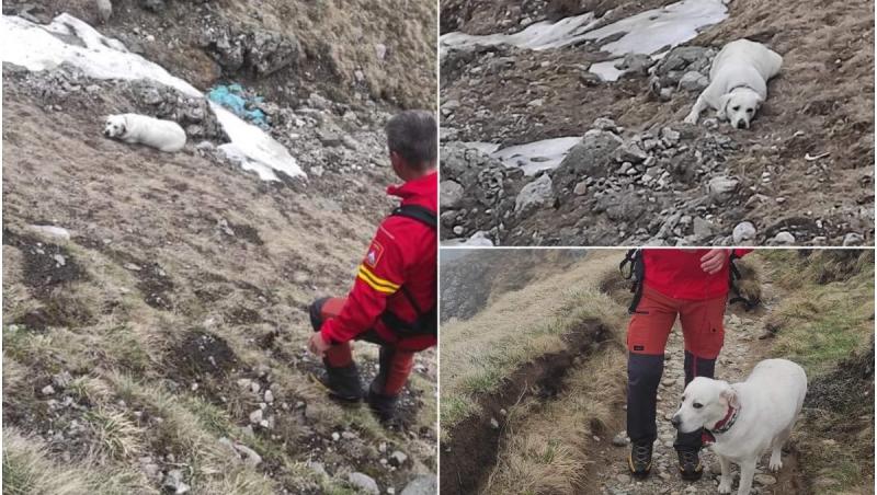 Misiune cu final fericit. Cățeluș salvat dintr-o prăpastie din Bucegi, după ce a alunecat aproape 200 de metri. Era cu stăpâna lui în drumeție