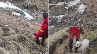Misiune cu final fericit. Cățeluș salvat dintr-o prăpastie din Bucegi, după ce a alunecat aproape 200 de metri. Era cu stăpâna lui în drumeție