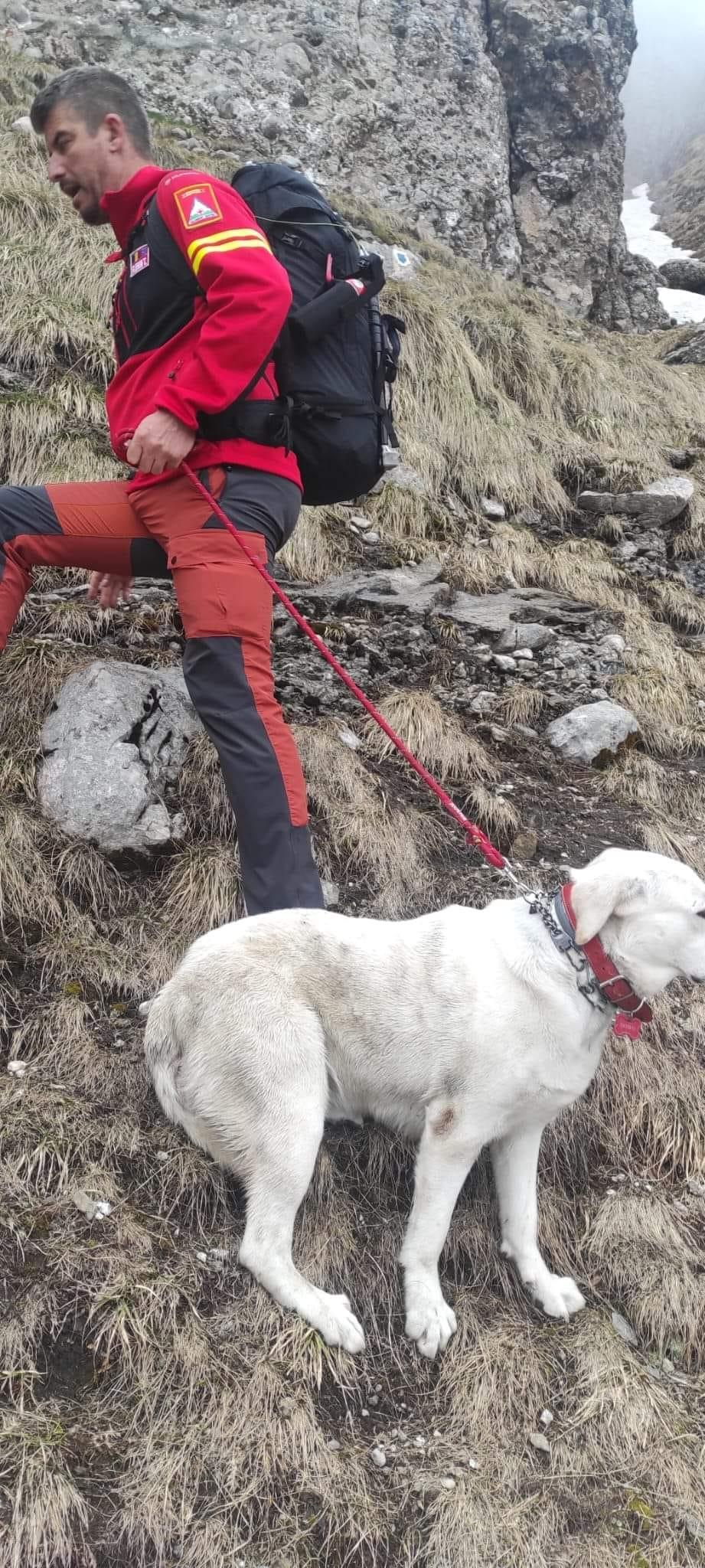 Misiune cu final fericit. Cățeluș salvat dintr-o prăpastie din Bucegi, după ce a alunecat aproape 200 de metri