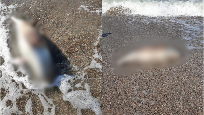 Un pui de delfin a fost găsit mort pe plaja din Mamaia. Martorii spun că mamiferul avea două răni pe corp