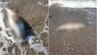 Un pui de delfin a fost găsit mort pe plaja din Mamaia. Martorii spun că mamiferul avea două răni pe corp