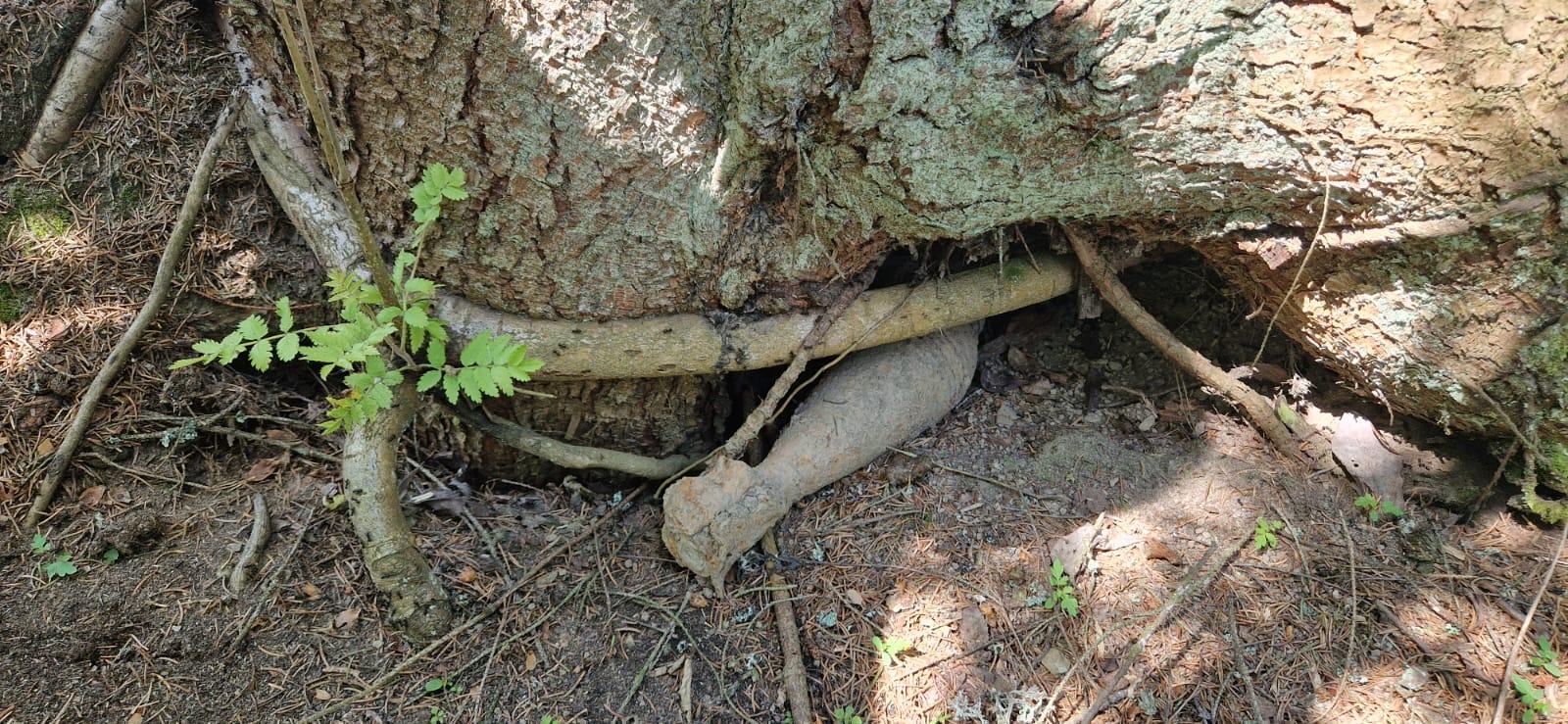 Muniţie descoperită cu detectorul de metale în Harghita