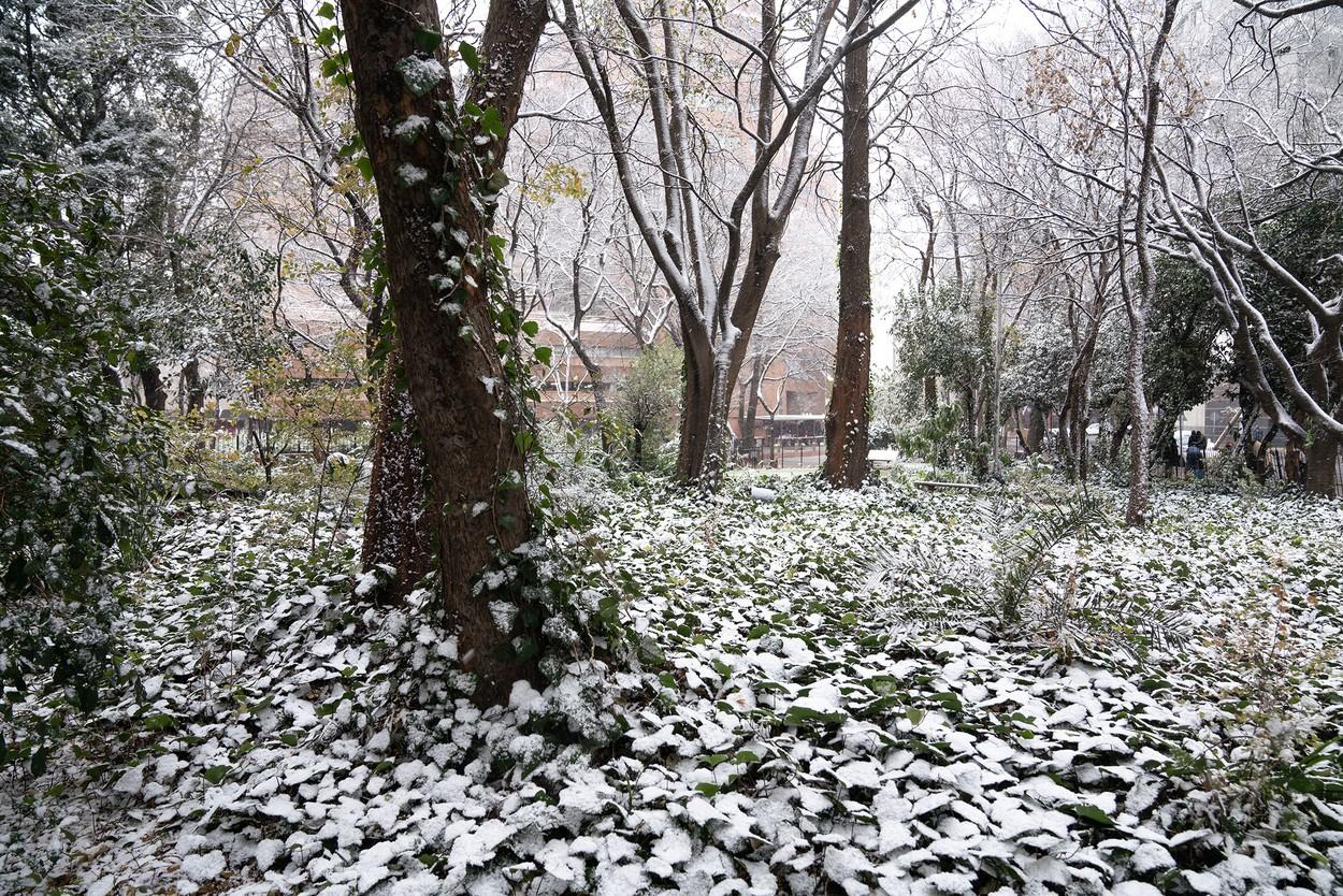 Johannesburg, peisaj de poveste cu prima ninsoare în 11 ani. Oamenii, impresionaţi de peisaj: "Magie pură"