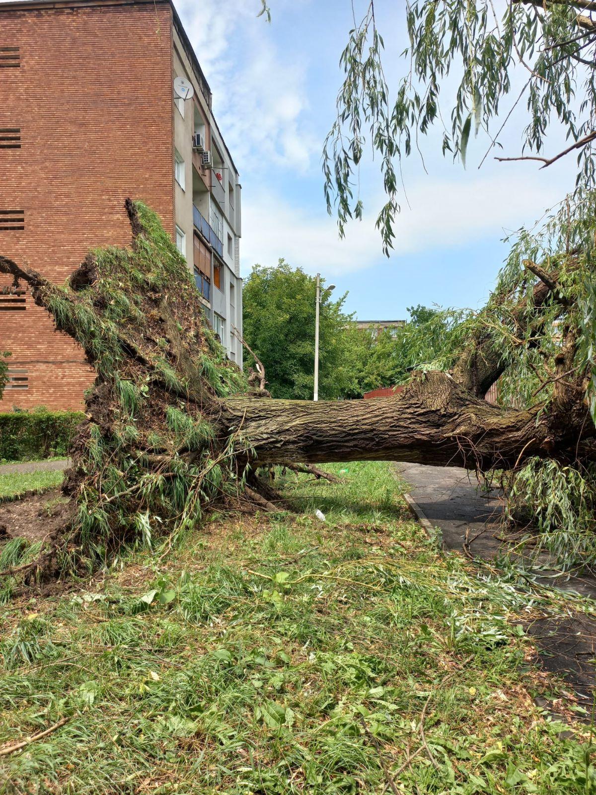 Vijeliile au produs pagube în Hunedoara. Un acoperiş de 90 de metri şi mai mulţi copaci smulse de vânt au căzut direct pe maşinile oamenilor