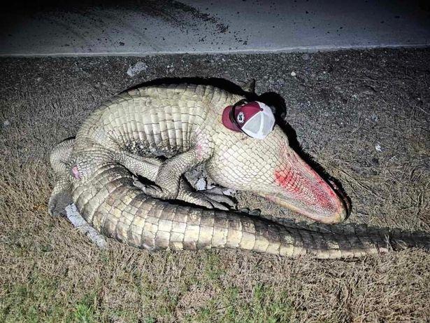 Femeie însărcinată în 7 luni, moartă după ce a lovit cu maşina un aligator de 4 metri, pe o autostradă din Texas