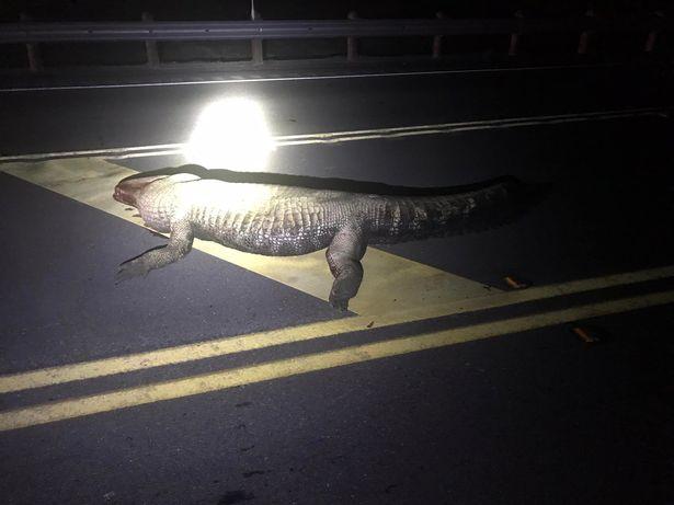 Femeie însărcinată în 7 luni, moartă după ce a lovit cu maşina un aligator de 4 metri, pe o autostradă din Texas