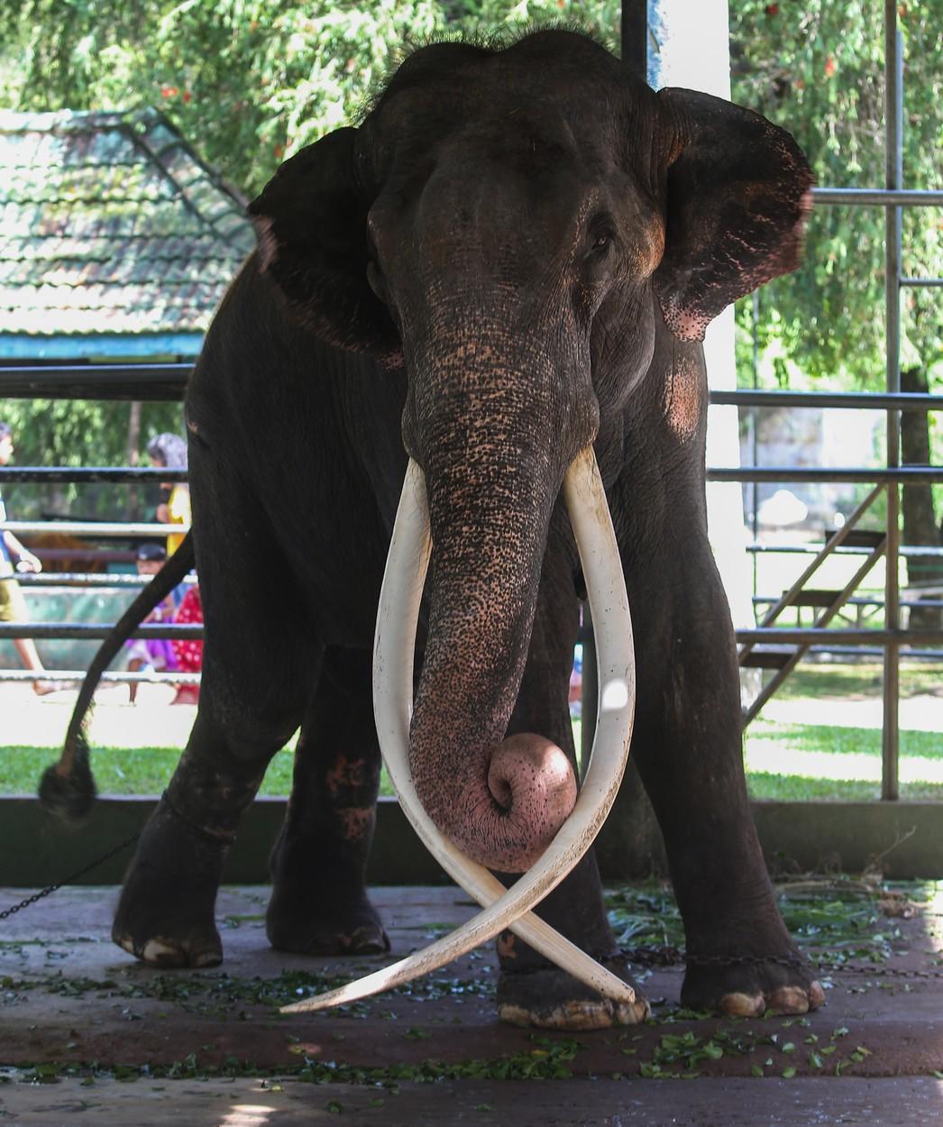 Muthu Raja se întoarce în ţara natală