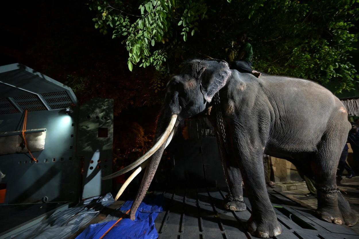 Muthu Raja se întoarce în ţara natală