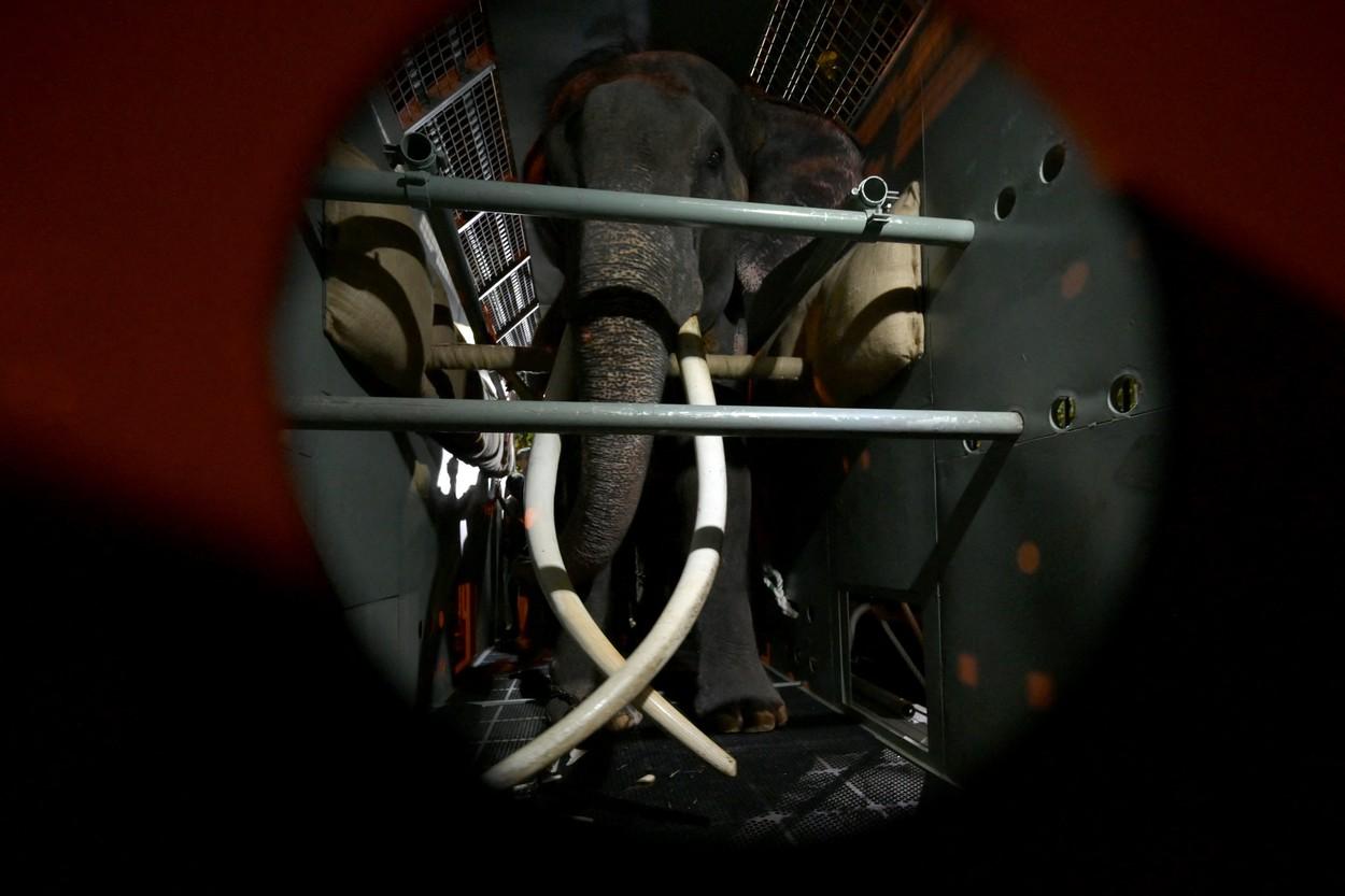 Muthu Raja se întoarce în ţara natală