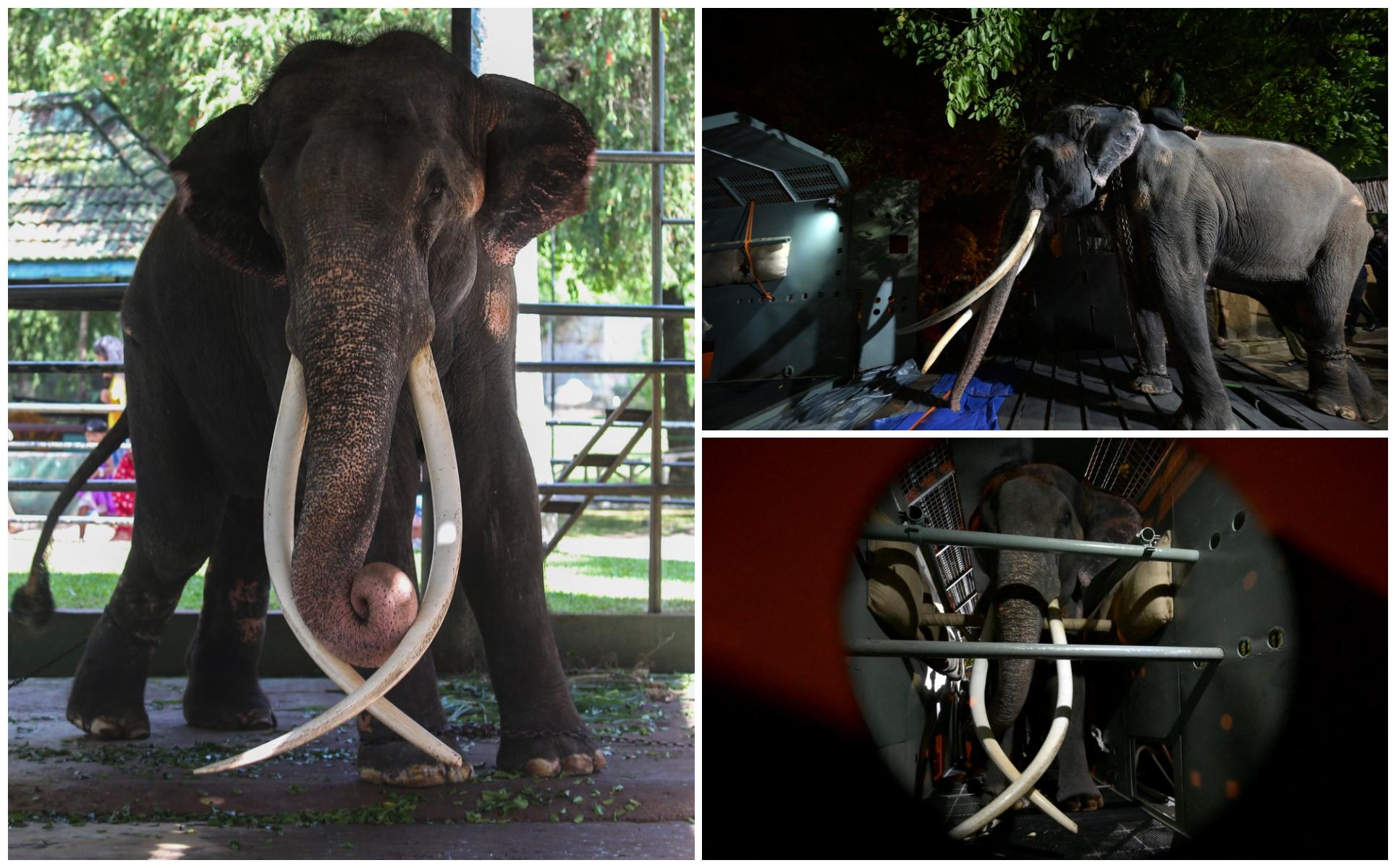 Muthu Raja se întoarce în ţara natală