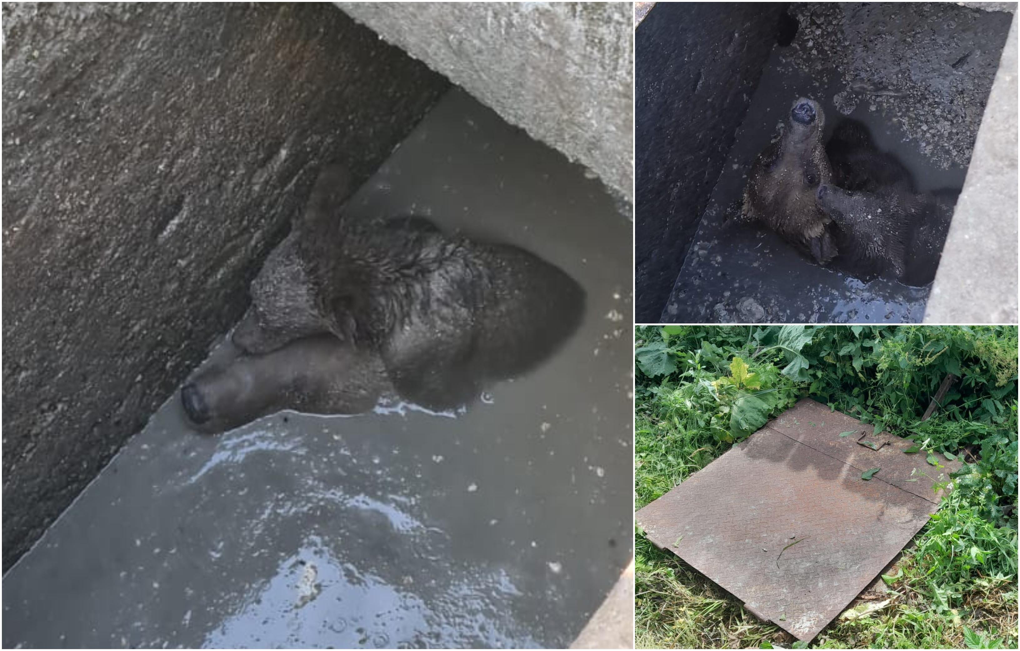 O ursoaică a fost salvată după ce a căzut în fosa septică a unui restaurant din Sinaia. Şi-a ţinut puiul pe creştet, pentru a-l ţine în viaţă