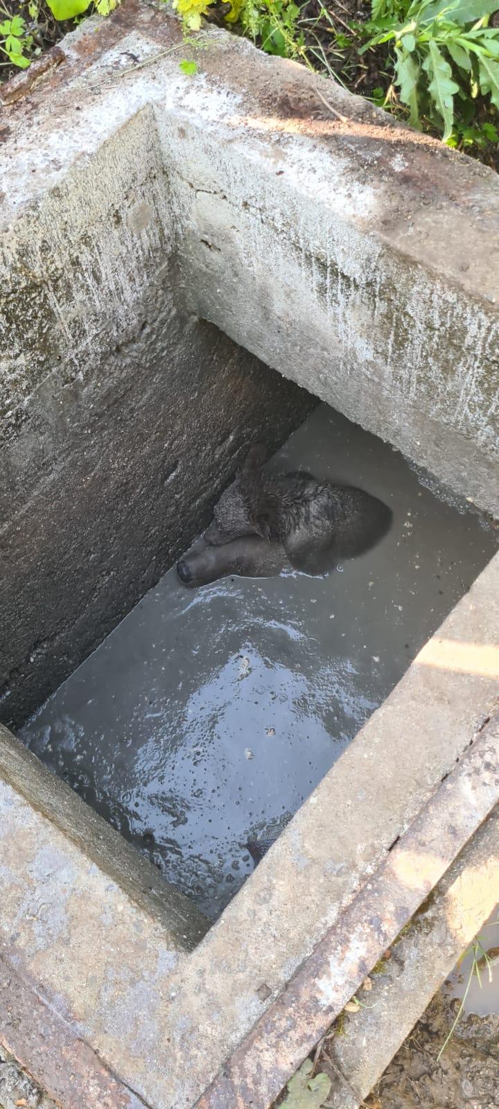 O ursoaică a fost salvată după ce a căzut în fosa septică a unui restaurant din Sinaia. Şi-a ţinut puiul pe creştet, pentru a-l ţine în viaţă