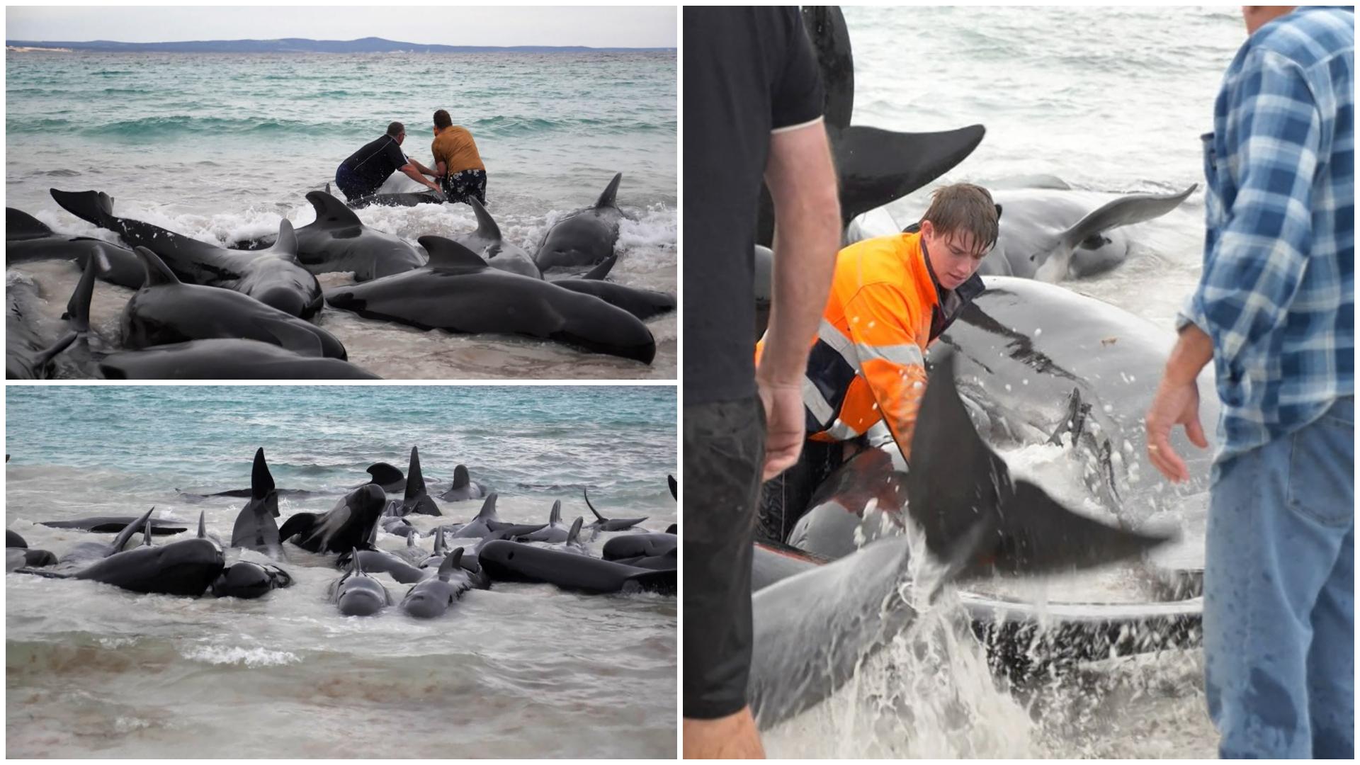 Balenele au murit la câteva ore după ce au eşuat pe o plajă din Australia de Vest