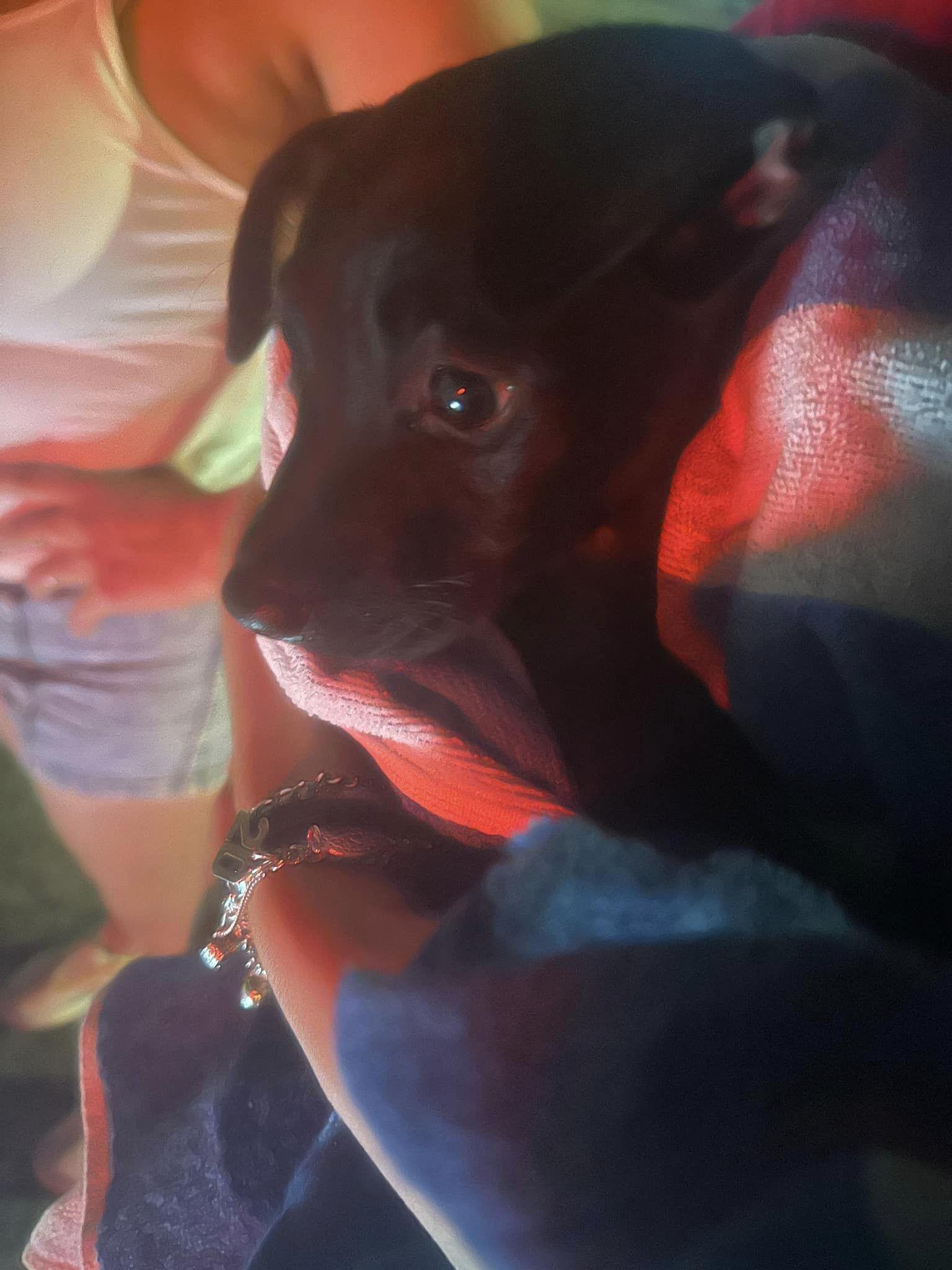 O femeie a petrecut peste 8 ore într-o canalizare pentru a salva doi pui de labradori pierduţi într-o scurgere din Texas