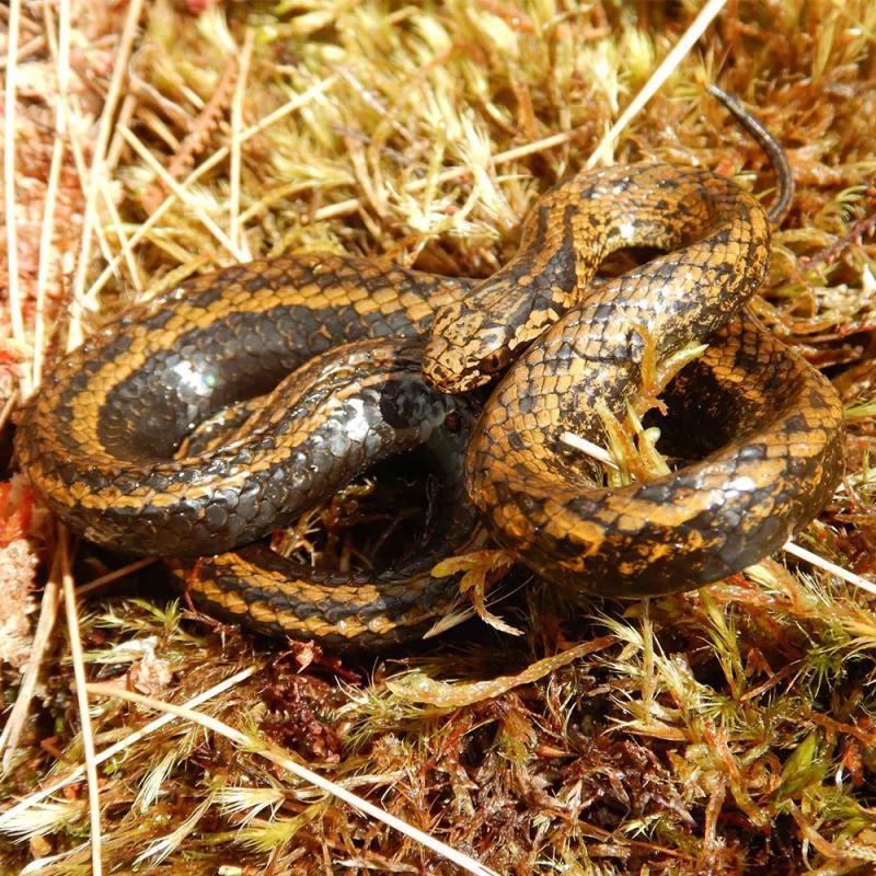 Tachymenoides harrisonfordi Tachymenoides harrisonfordi