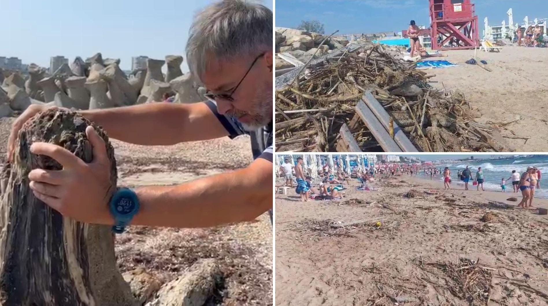 Bucuroși că au scăpat de alge, turiștii din Eforie s-au trezit cu bușteni și crengi pe plajă