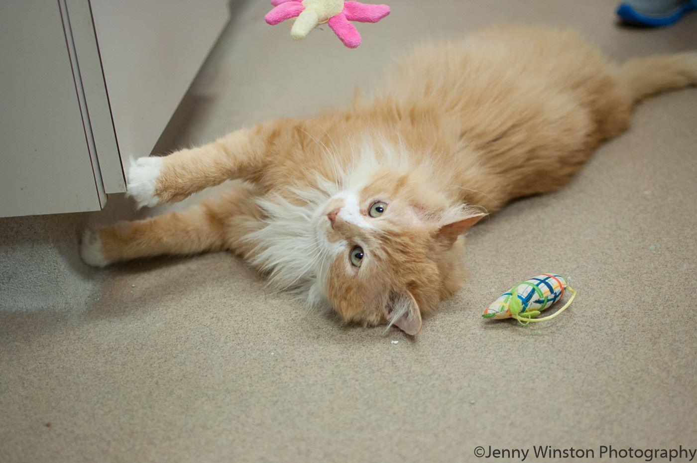 Povestea motanului care a mers 20 de km pentru a-şi revedea familia care l-a abandonat. Stăpânii au dorit să-l eutanasieze, dar Toby a primit o nouă şansă