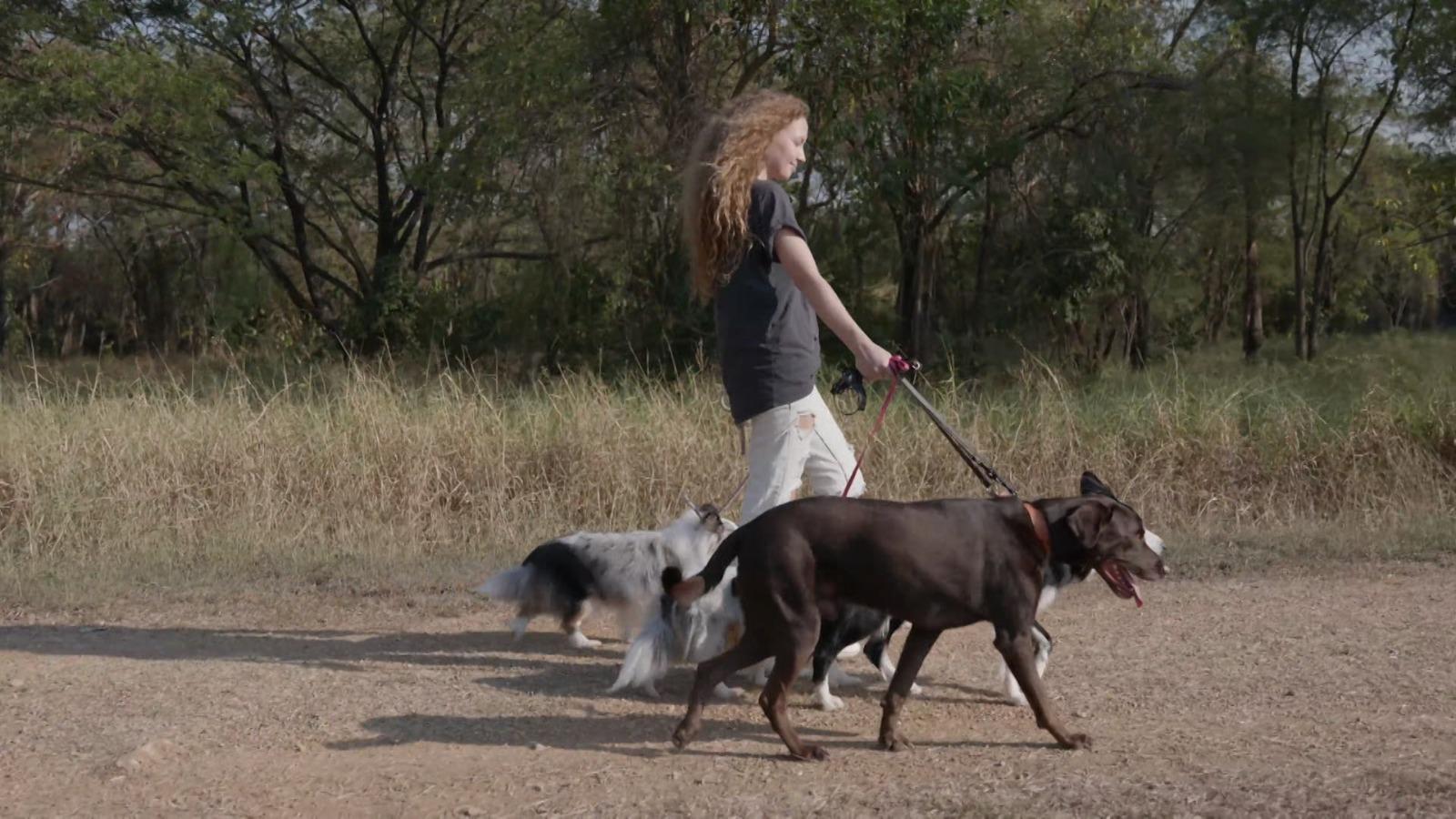 Bucureştenii şi-ar putea plimba câinii în parcuri doar cu lesă, ham şi botniţă. Propunerea Primăriei Capitalei