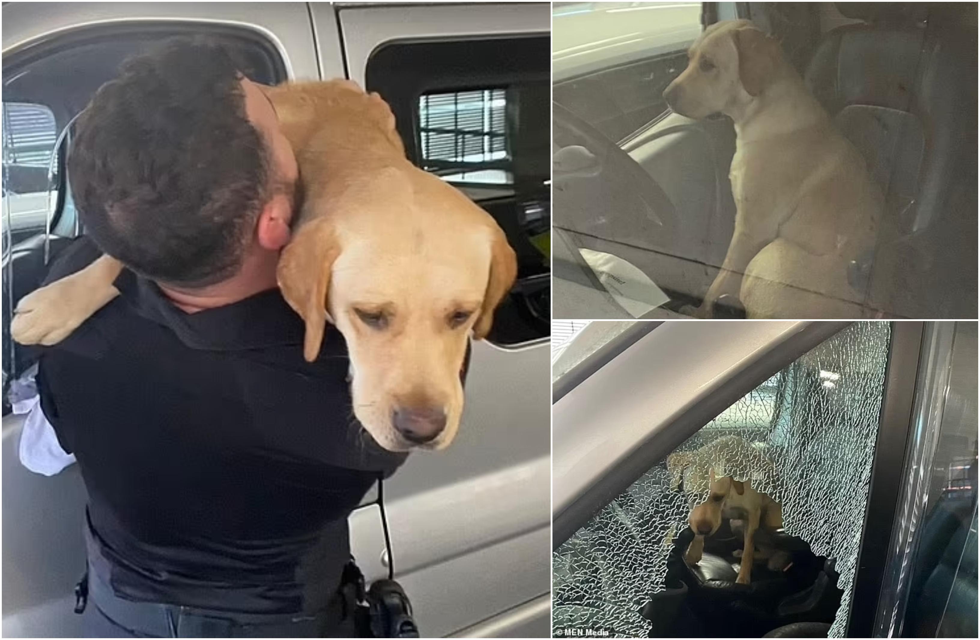 Labrador, salvat după ce a fost lăsat să moartă într-o maşină, timp de 3 zile în UK. Un poliţist a spart geamul pentru a elibera câinele neajutorat