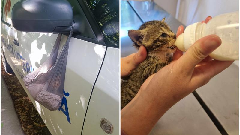 Bărbat de 74 de ani din Galaţi, amendat cu 3.000 de lei după ce a abandonat o pisică într-o pungă de plastic. A agăţat-o de oglinda unei ambulanţe veterinare