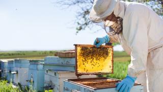 Canicula "topește" câștigurile apicultorilor. Temperaturile crescute lasă albinele fără hrană și le topesc fagurii