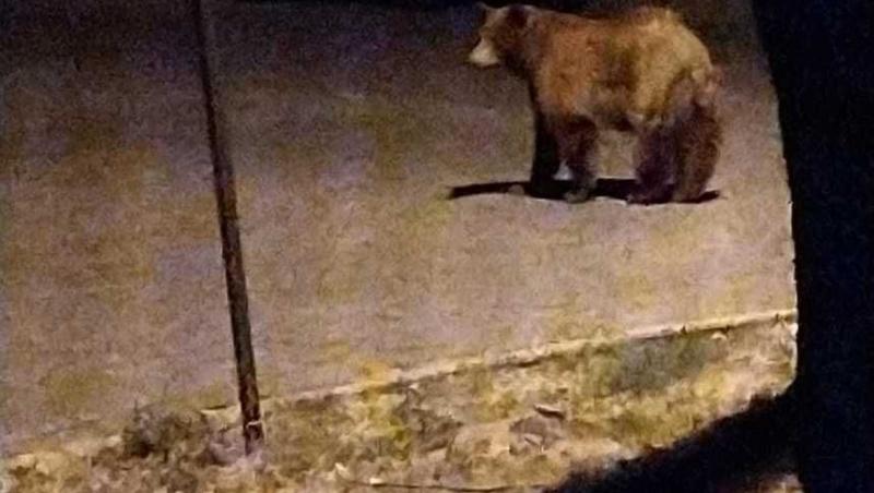 Urs surprins în parcarea unui spital din Buzău. Primar: Într-un an vom avea ursul de Marea Neagră