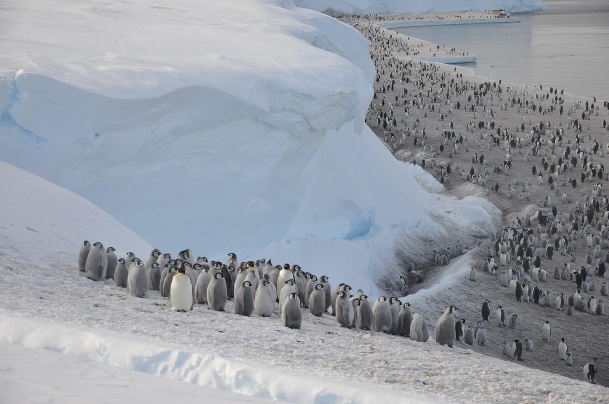 Catastrofa care i-a uluit pe cercetători. De ce au murit 10.000 de pui de pinguini imperiali în decembrie în Antarctica