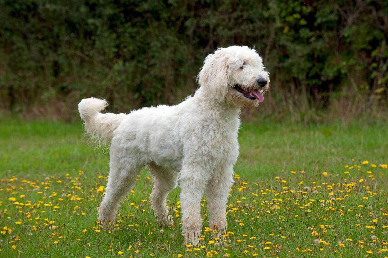 Câine furat de la locul crimei