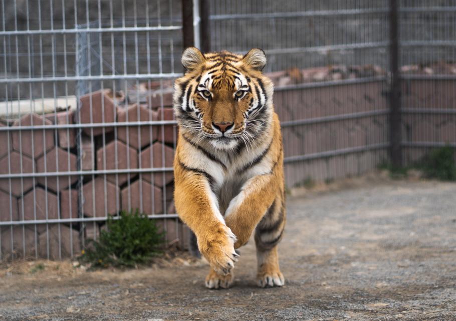 Atacat De Tigru La Zoo Bârlad Bărbatul De 46 De Ani Care Vizita