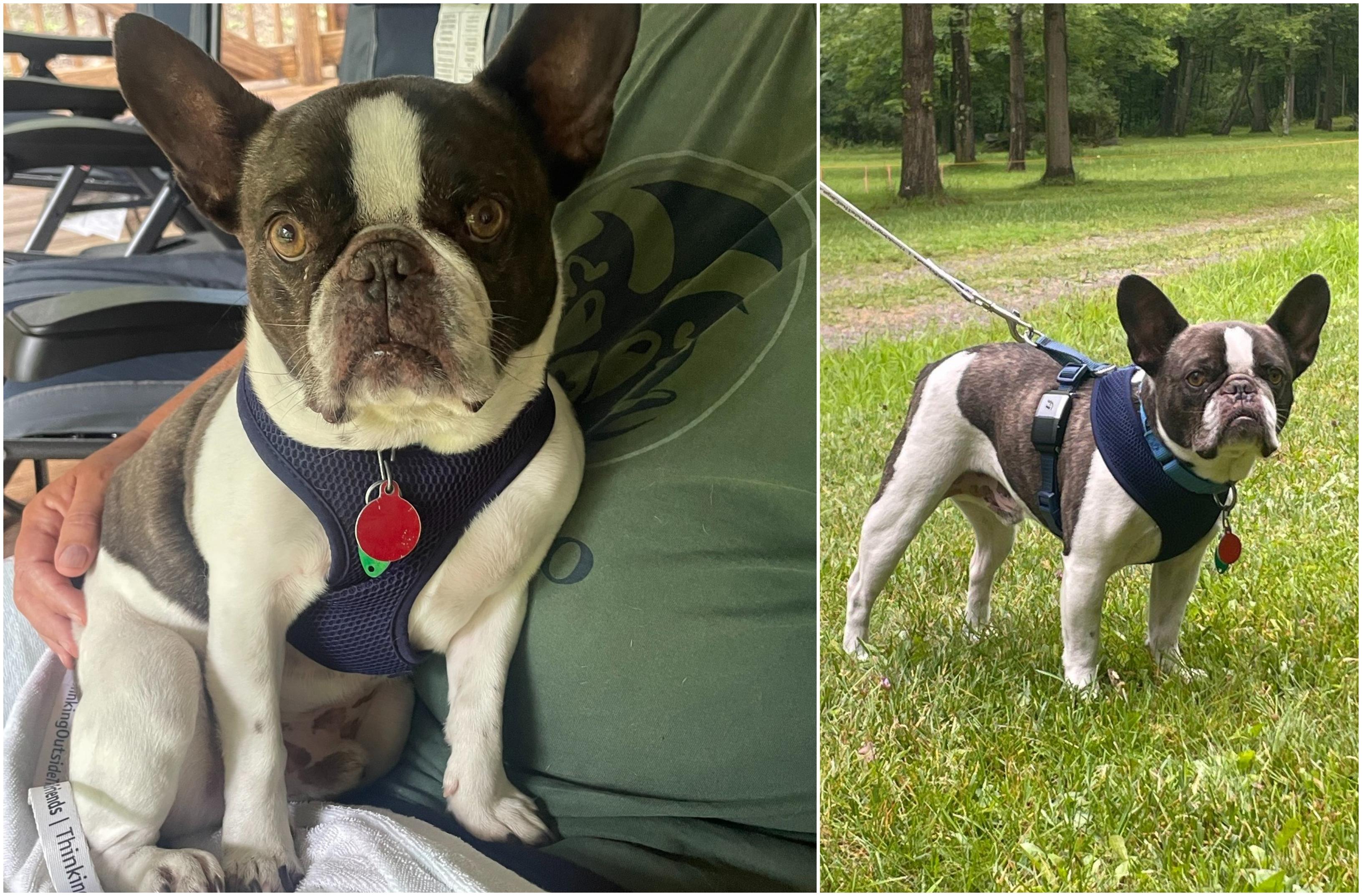 Bulldog, salvat după ce a fost abandonat pe un aeroport în SUA. Proprietara l-a părăsit când a aflat că nu-l poate lua în avion