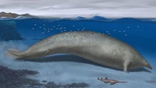 Fosilele celui mai mare animal din istorie, descoperite în Peru. Creatura de aproape 20 de metri putea ajunge pană la 340 de tone