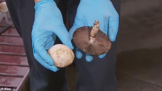 O femeie din Australia şi-ar fi omorât accidental foştii socri după ce le-a gătit o cină cu ciuperci otrăvitoare: „Nu am făcut nimic. I-am iubit