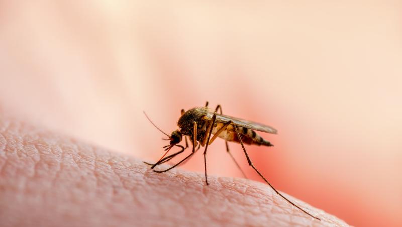Încă un caz de West Nile în România. Femeia infectată observase simptomele neobişnuite la jumătatea lui august: a ajuns la ATI