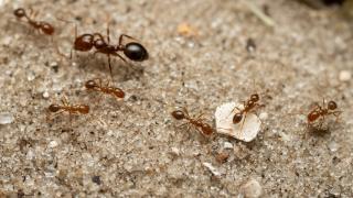Specia invazivă de furnici care ar putea năpădi Europa. Formează "super-colonii" şi au luat deja cu asalt o regiune din Italia