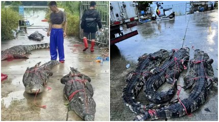 O parte din crocodilii care au fugit din ferma în care erau crescuţi