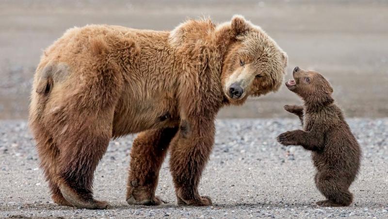 Pui de urs, salvat de pompierii din Prahova, după ce a încercat să coboare într-o fântână pe o scară. Animalul a fost eliberat în pădure