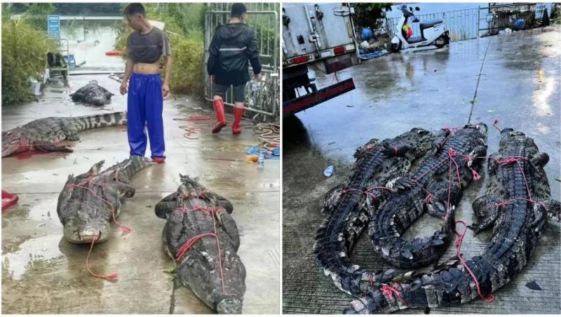 Ce s-a întâmplat cu cei 70 de crocodili evadaţi dintr-o fermă lovită de inundaţii din China. Aventura a durat o săptămână