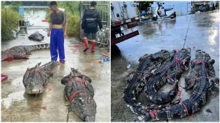 Ce s-a întâmplat cu cei 70 de crocodili evadaţi dintr-o fermă lovită de inundaţii din China. Aventura a durat o săptămână